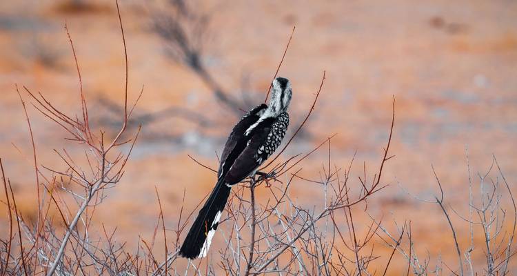 Zambia's Best Parks - Adventure Purists Ltd. 9