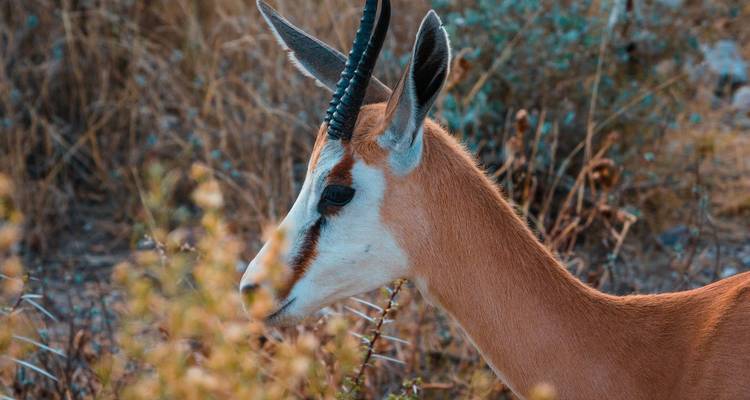 Zambia's Best Parks - Adventure Purists Ltd. 10