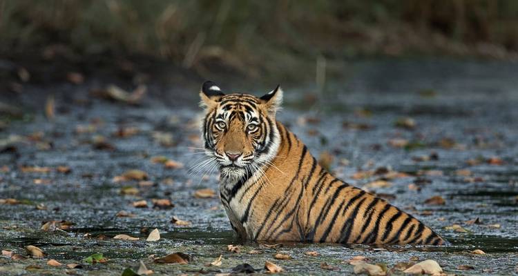 05 Days Golden Triangle Tour with Ranthambore Jungle Safari!! - Yoganshi Travel 4