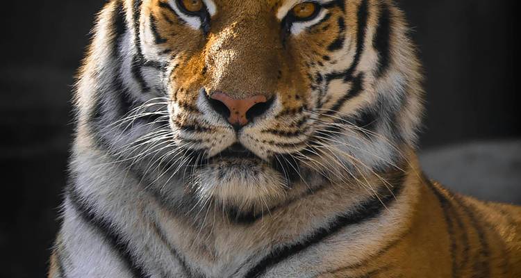 Primer plano del rostro de un tigre de Bengala contra un fondo natural.