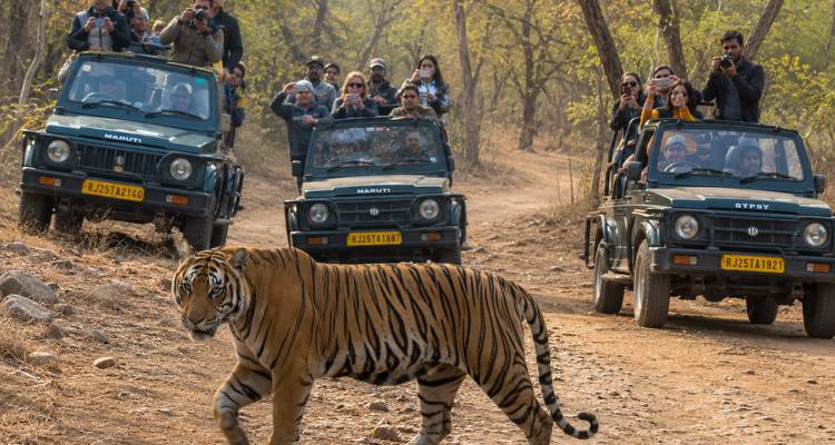 Un tigre de Bengala cruzando un polvoriento sendero mientras jeeps de safari llenos de fotógrafos observan