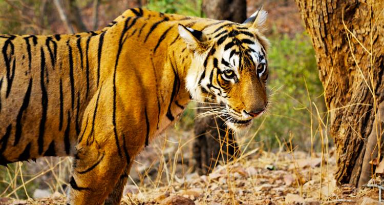 14 jours de visites du Triangle d'Or avec 3 parcs nationaux de tigres renommés - TOUT COMPRIS - Travel Con 2