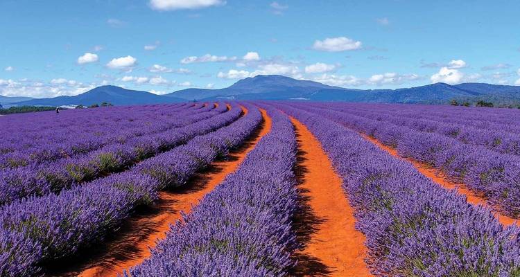 Des rangées infinies de lavande pourpre éclatante contrastant avec la terre rouge et les montagnes lointaines de Tasmanie
