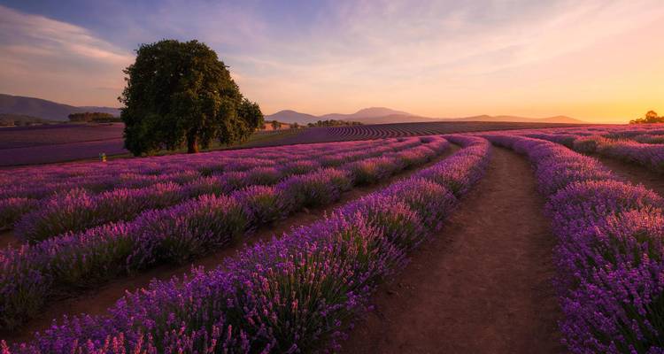 D'interminables rangées de lavande en fleur rayonnent en violet sous un coucher de soleil chaud de Tasmanie.