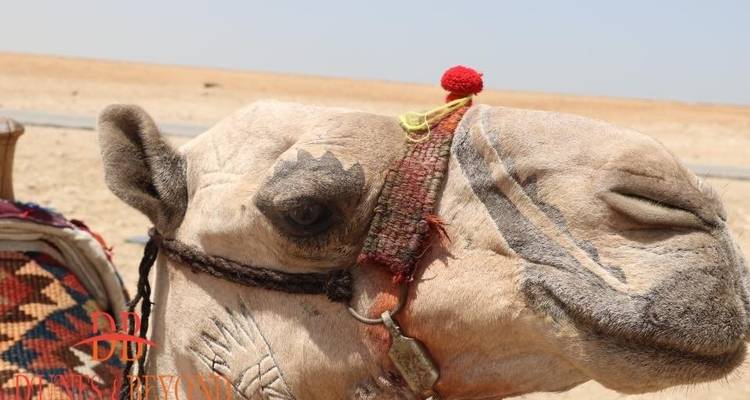 Pyramids & Lake Nasser Cruise - Dunes & Beyond 3