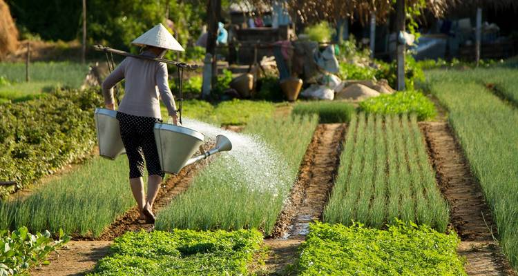 Una persona regando un jardín en una zona rural.