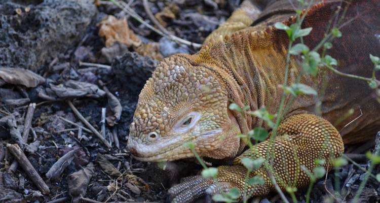 Guide Galapagos Luxury Cruise 9 Days Tour - GUIDEcuador Travel 6