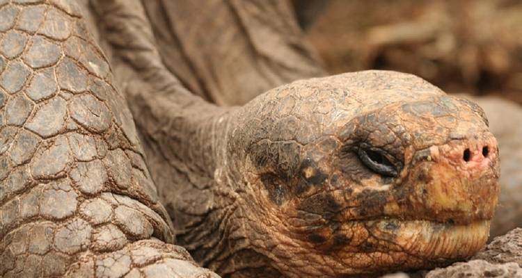Guide Galapagos Luxury Cruise 9 Days Tour - GUIDEcuador Travel 4