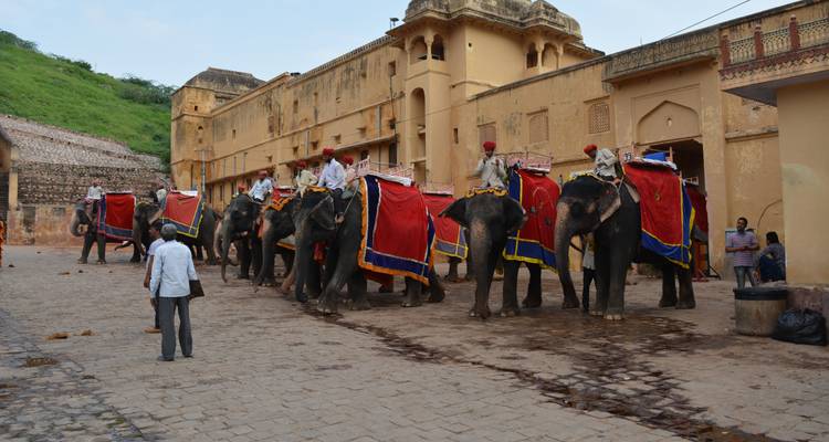 Olifanten opgesteld met kleurrijke draperingen