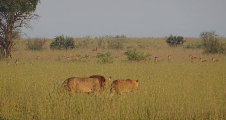 5 Days Queen Elizabeth And Lake Mburo National Park - Enchanted Uganda Safaris Ltd  6