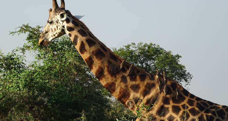 5 Days Queen Elizabeth And Lake Mburo National Park - Enchanted Uganda Safaris Ltd  7