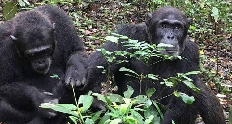 5 Days Queen Elizabeth And Lake Mburo National Park - Enchanted Uganda Safaris Ltd  3