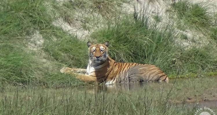 Tijger rustend in een grasrijk gebied