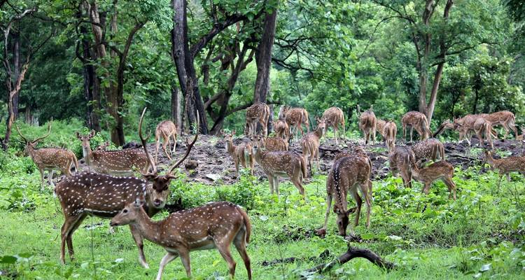 A herd of deer in a lush forest.