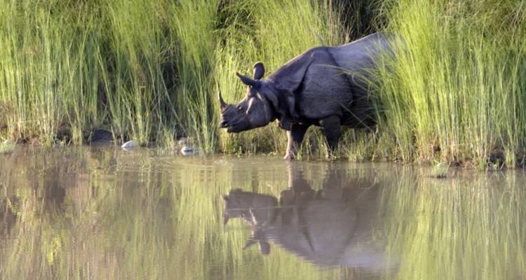 A rhino near a body of water with long grass.