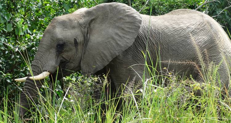 Uganda Gorilla Tours - Lakato Safaris 8