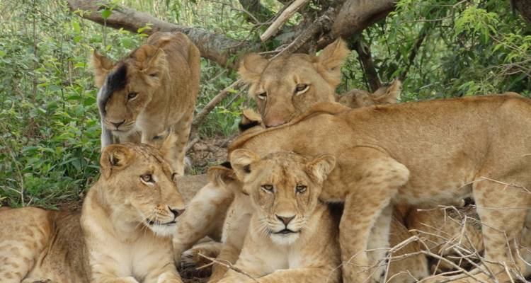 Uganda Gorilla Tours - Lakato Safaris 7