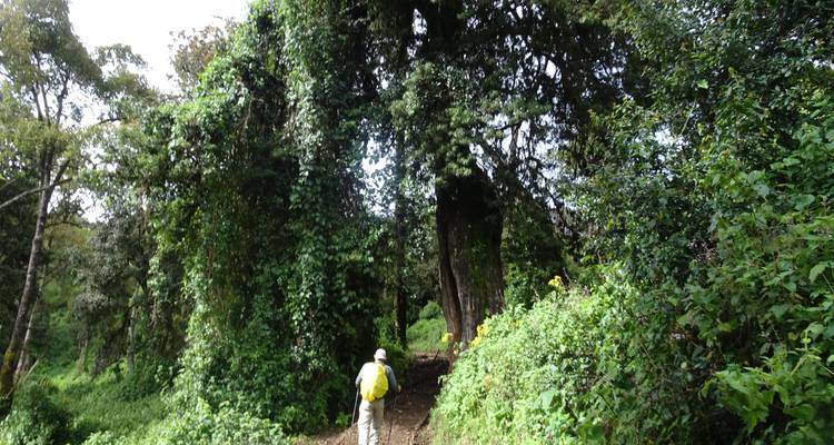 9 días de Excursionismo por el Kilimanjaro en la Ruta Lemosho - Keys Tours 7
