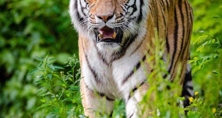 Tigre et contes : Delhi | Kanha | Bandhavgarh | Khajuraho | Orchha - MTA Destination Management Company 6