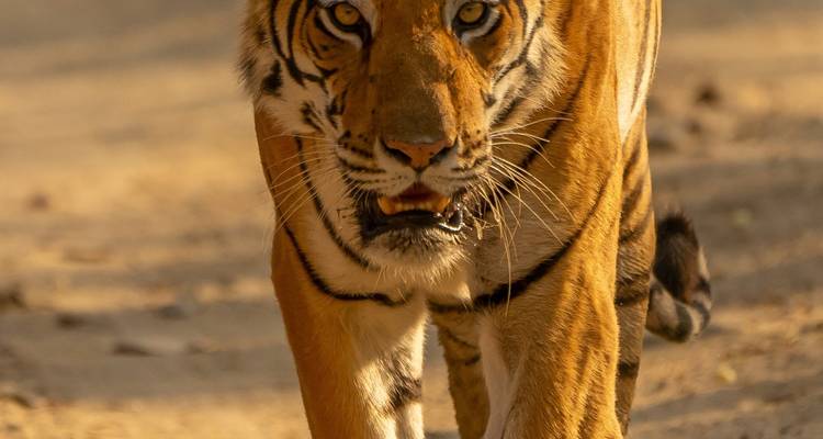 Tigre et contes : Delhi | Kanha | Bandhavgarh | Khajuraho | Orchha - MTA Destination Management Company 8