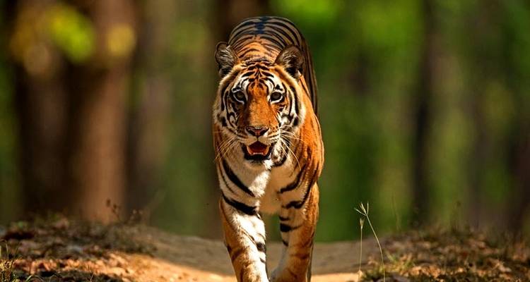 Tigre et contes : Delhi | Kanha | Bandhavgarh | Khajuraho | Orchha - MTA Destination Management Company 9