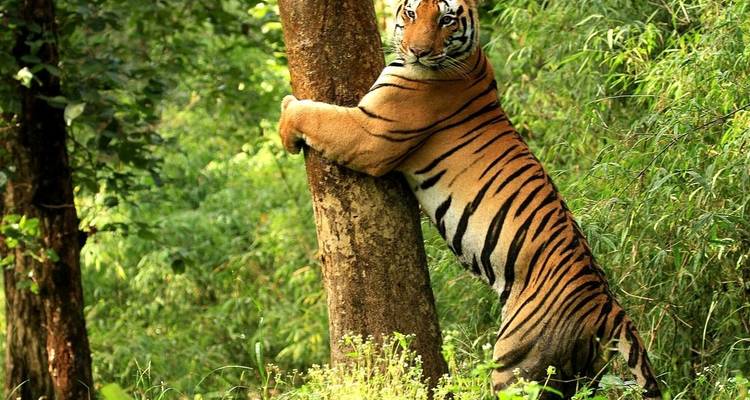 Tigre et contes : Delhi | Kanha | Bandhavgarh | Khajuraho | Orchha - MTA Destination Management Company 4