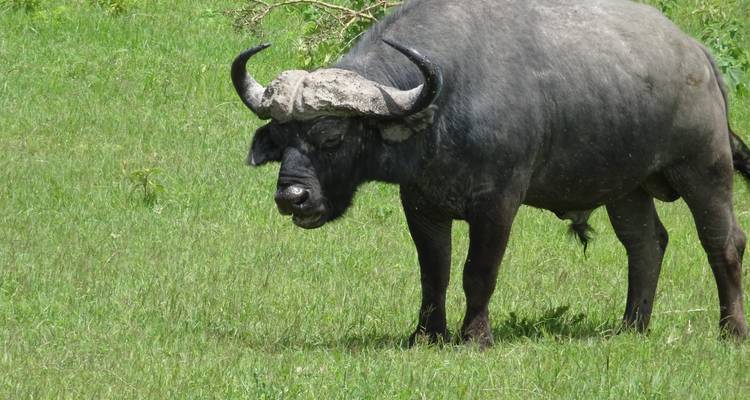 Safari de 3 días - Manyara / Ngorongoro / Tarangire - Keys Tours 1