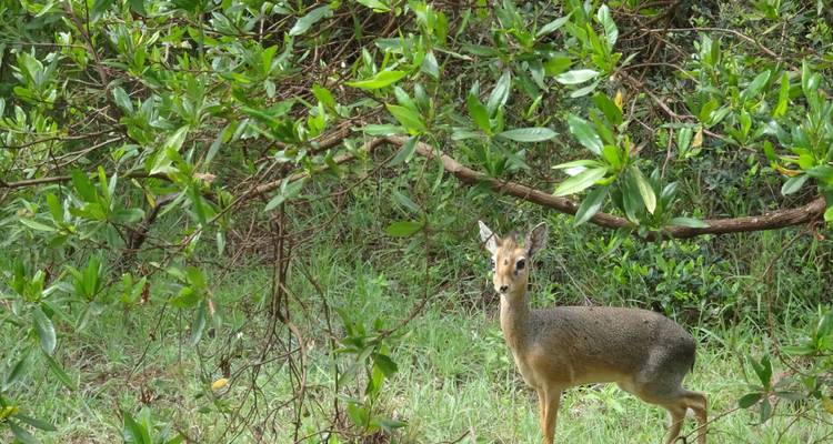 Safari de 3 días - Manyara / Ngorongoro / Tarangire - Keys Tours 4