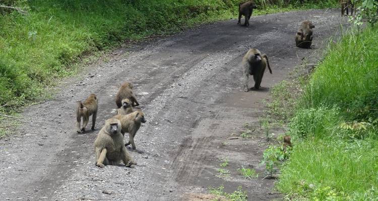 Safari de 3 días - Manyara / Ngorongoro / Tarangire - Keys Tours 2