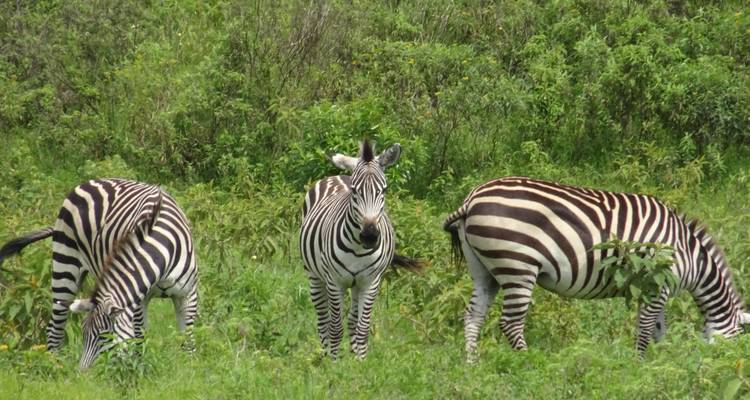 Safari de 3 días - Manyara / Ngorongoro / Tarangire - Keys Tours 3