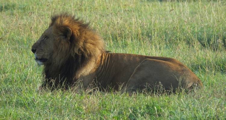 Safari de 3 días en Gerenuk - All Time Safaris Ltd 4
