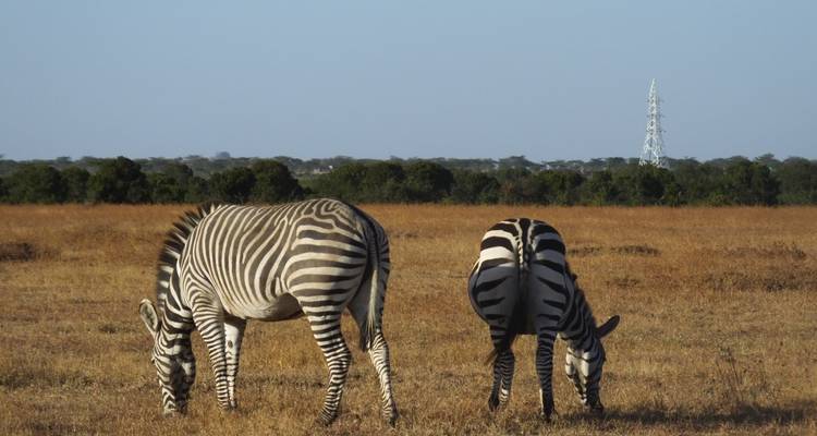 Safari de 3 días en Gerenuk - All Time Safaris Ltd 7