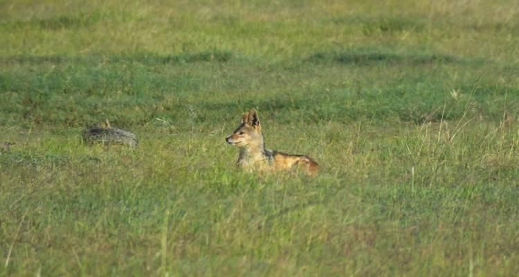 Safari de 3 días a Maasai Mara - All Time Safaris Ltd 2