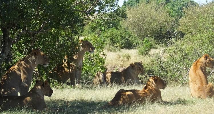 Safari de 3 días a Maasai Mara - All Time Safaris Ltd 6