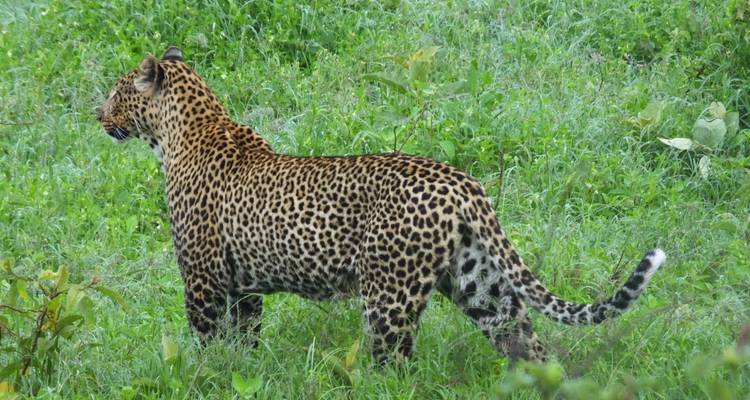 Safari de 3 días a Maasai Mara - All Time Safaris Ltd 10