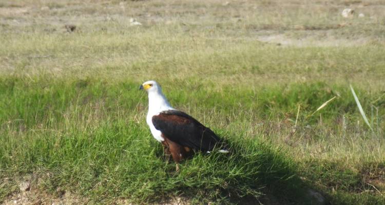 Safari de 3 días a Maasai Mara - All Time Safaris Ltd 9
