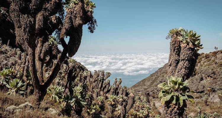 Escalar el Kilimanjaro: 9 días Ruta Machame - Altezza Travel 1
