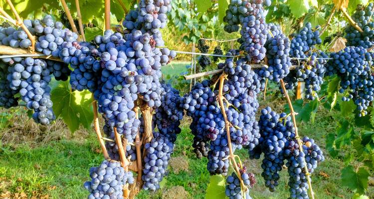 Bunches of grapes on the vine ready for harvest.