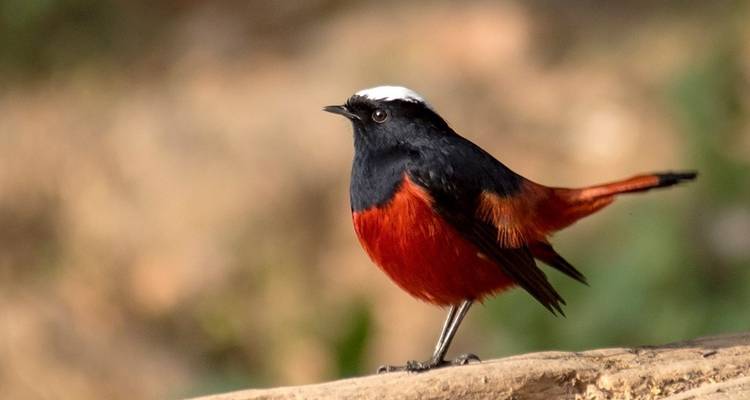 Close-up of a colorful bird on a branch.
