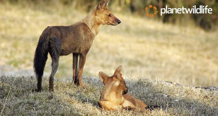 Central India's Wildlife & Safari Tour - Planet Wildlife 2