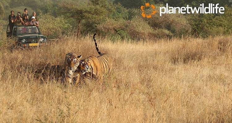 Central India's Wildlife & Safari Tour - Planet Wildlife 6