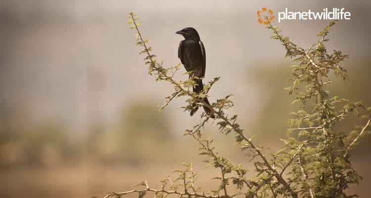 North East India's Wildlife & Safari Tour - Planet Wildlife 3