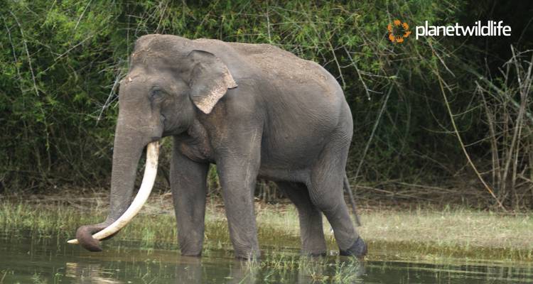 North East India's Wildlife & Safari Tour - Planet Wildlife 4
