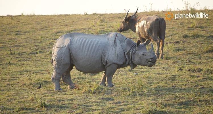 North East India's Wildlife & Safari Tour - Planet Wildlife 2