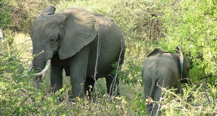 4 Days Safari In Tanzania - Katikati Tours and Safaris 4