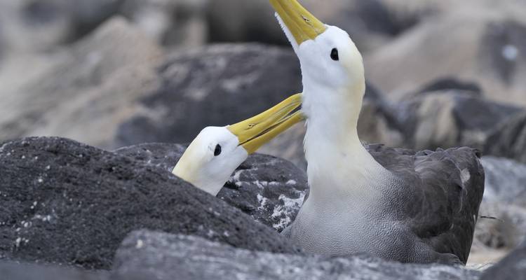 Galapagos Encounter - Archipel I (Itinerary B) - Exodus Adventure Travels 4