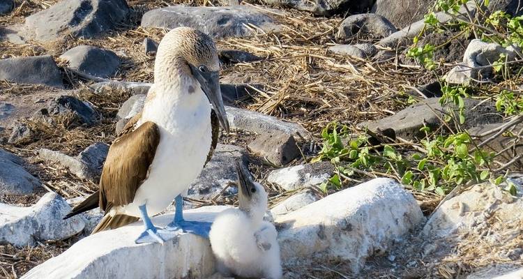Galapagos Encounter - Archipel I (Itinerary D) - Exodus Adventure Travels 10