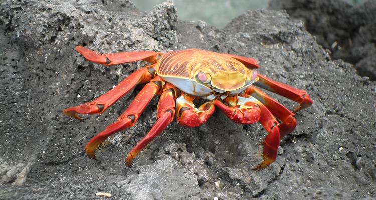 Galapagos Encounter - Archipel I (Itinerary D) - Exodus Adventure Travels 3