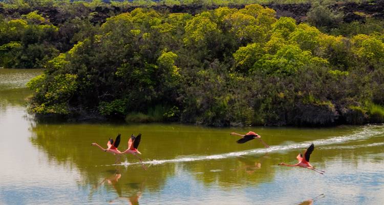 Galapagos Encounter - Archipel I (Itinerary D) - Exodus Adventure Travels 7