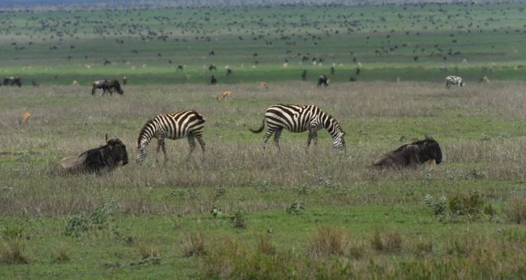 Safari de 5 días al lago Nakuru Mara - All Time Safaris Ltd 4